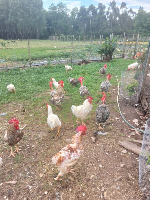 Galos bons para cabidela ou outros petiscos