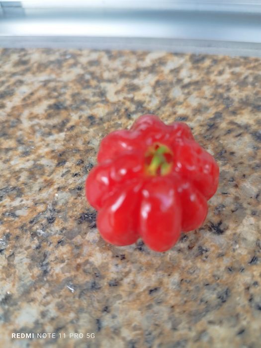 Planta pitanga vermelha l