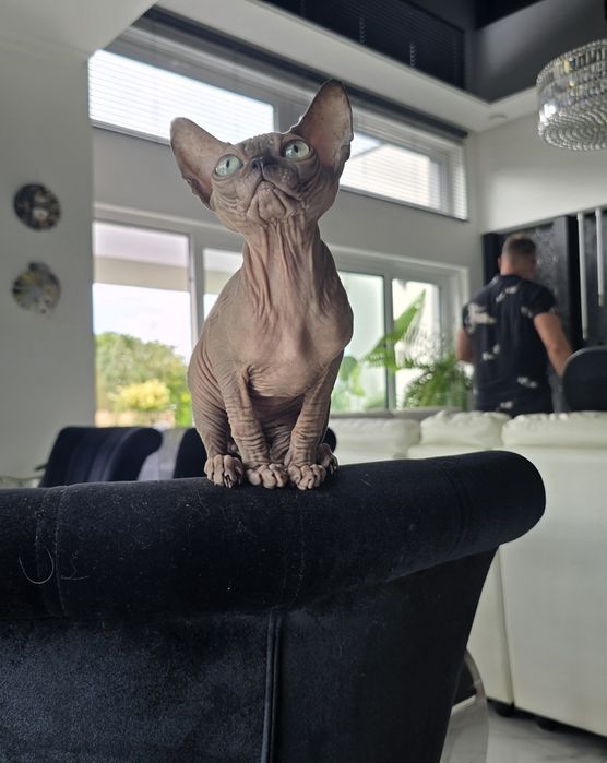 Kocurek sfinks, legalna hodowla WCF