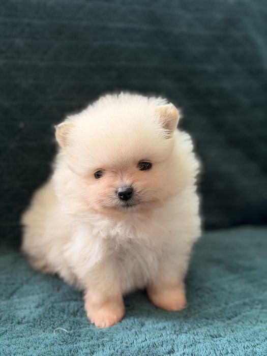 Maleńki miś szpic pomeranian FCI (rodowód) wystawowy