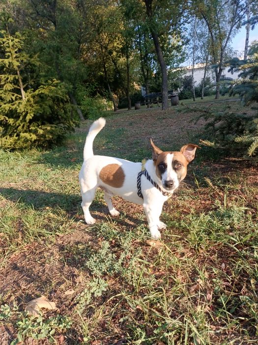 Джек Рассел ищет невесту