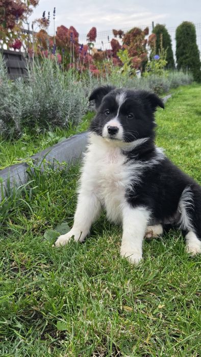 GOTOWY DO ODBIORU!!Border collie samiec czarno biały