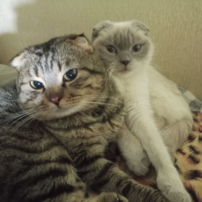 Отдам двух вислоухих котов,за символическую плату
