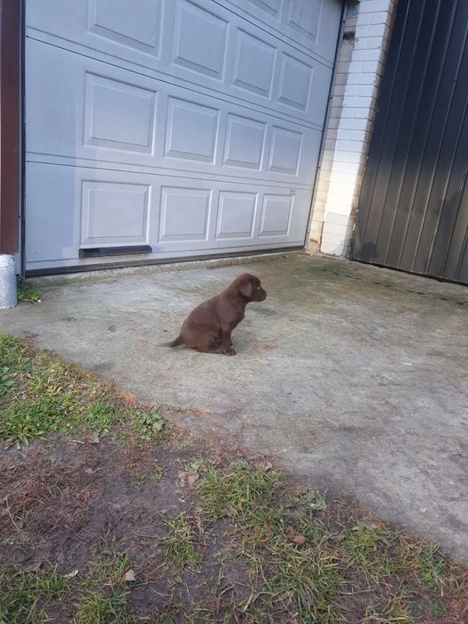 Szczeniaki Labradory