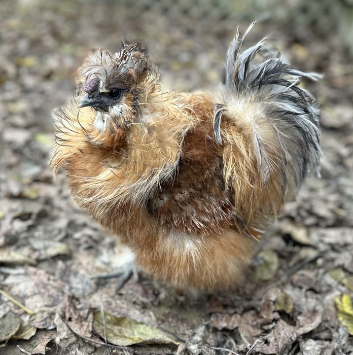 Kogut jedwabisty lokowany 2024