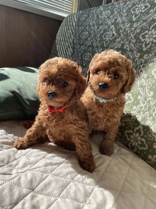 Цуценя мальтипу F1b