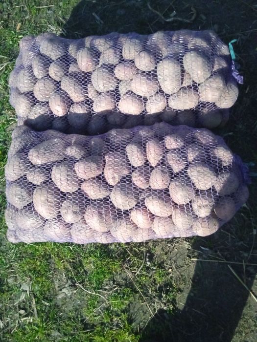 Картопля сорту Бела роса