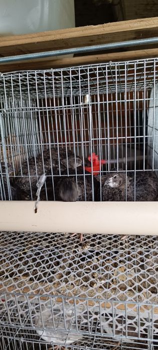 Ovos galados de codornizes gigantes pretas