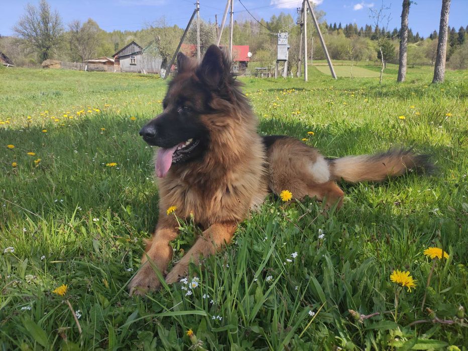 Хлопчик німецької вівчарки для в'язки