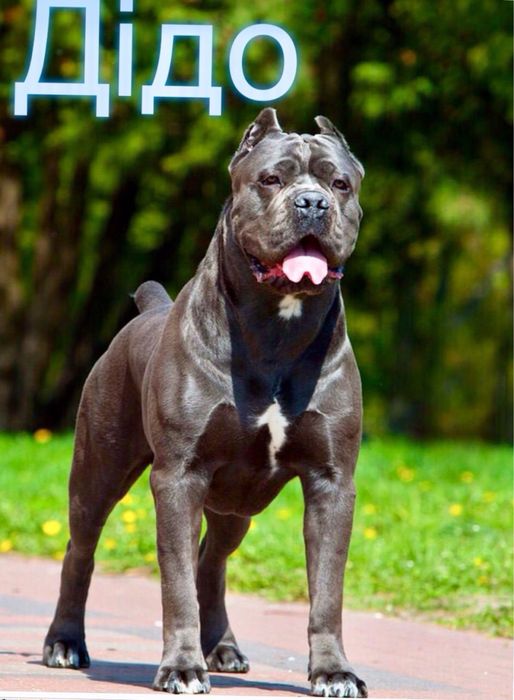 Щастя поруч Львівському питомнику-щенятка Cane corso