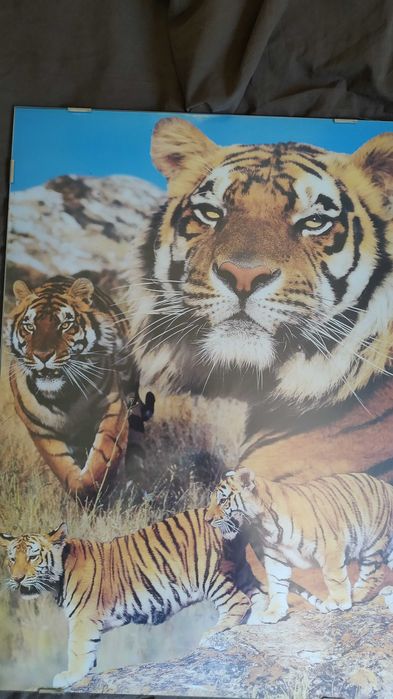 Quadros de tigres (2 unidades)  NEGOCIÁVEL