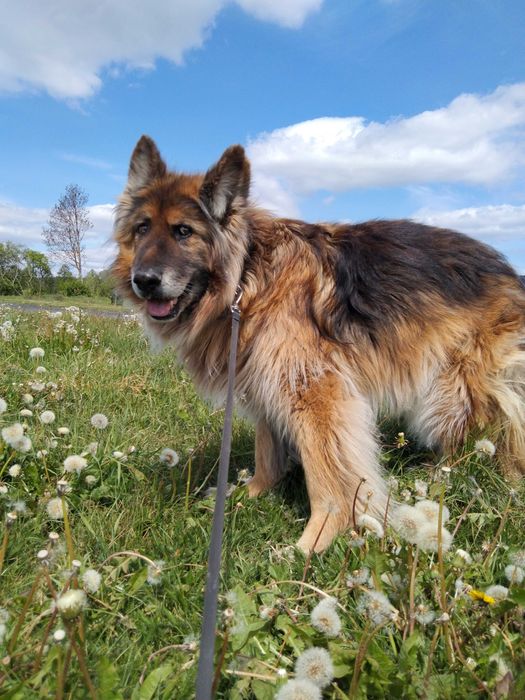 Starszy pies w typie owczarka do adopcji