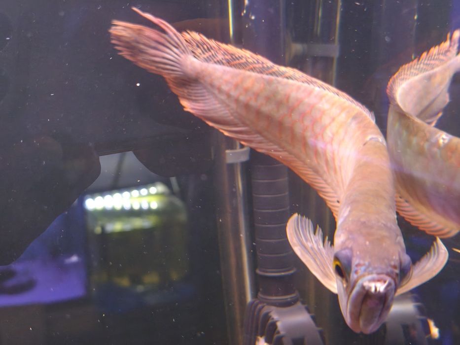 Monster Fish - Diversos -