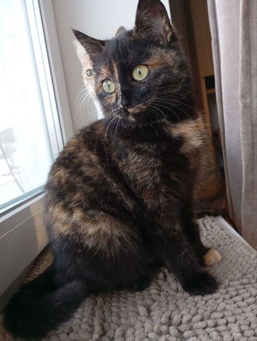 Кошеня, Мила киця черепахового окрасу