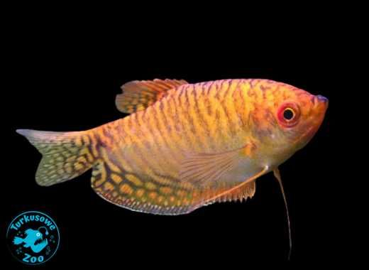 Rybka akwariowa GURAMI ZŁOTE, Sklep Akwarystyczny Turkusowe Zoo