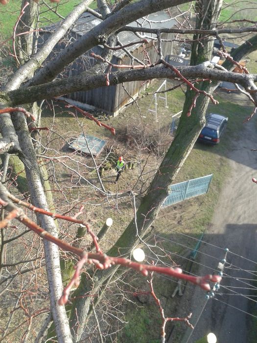 Wycinka drzew, rębak, frezarka do pni