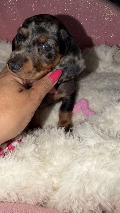Teckel Arlequim com Lop e Afixo excelente menina