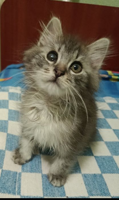 Пухнастик! Кошеня 3 міс