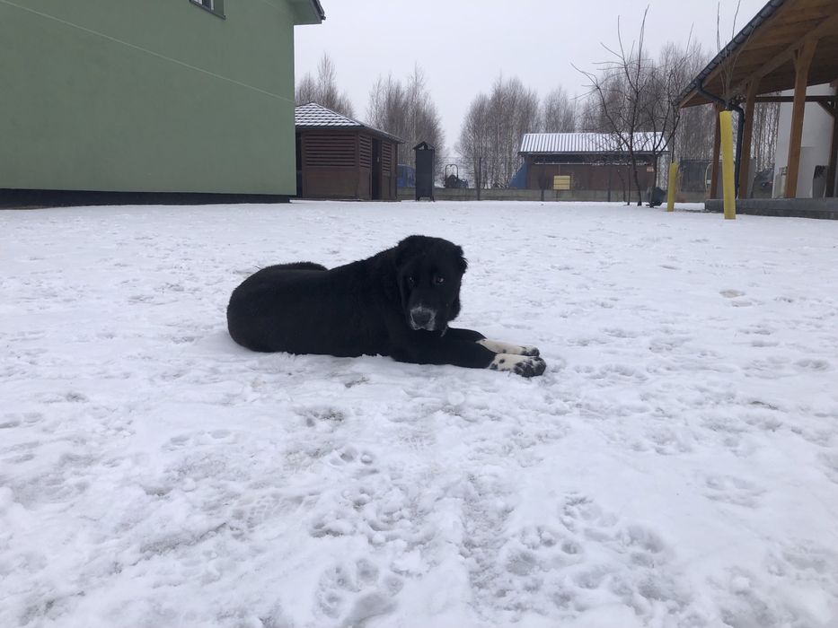 Owczarek środkowoazjatycki suka