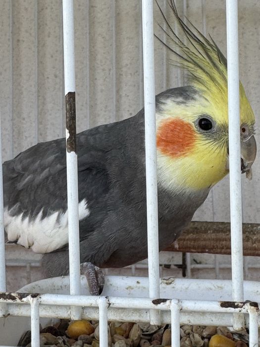 3 Caturras pra venda