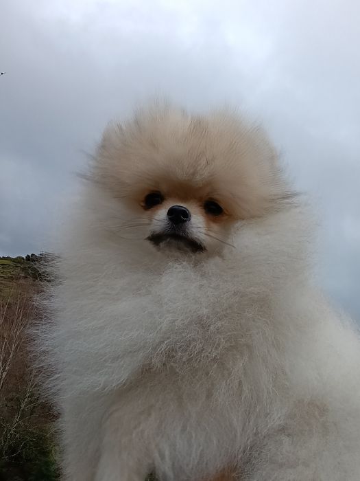 Lulu de Pomerânia (Spitz)