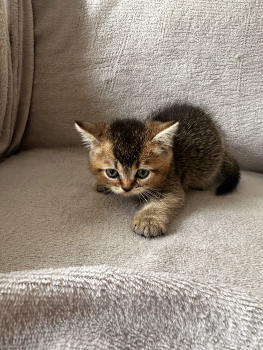 Шотландські кошенята