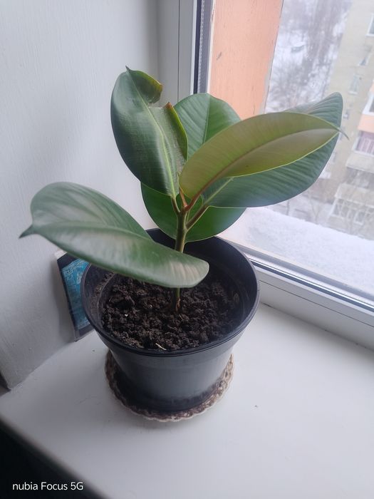 Фікус кімнатна рослина