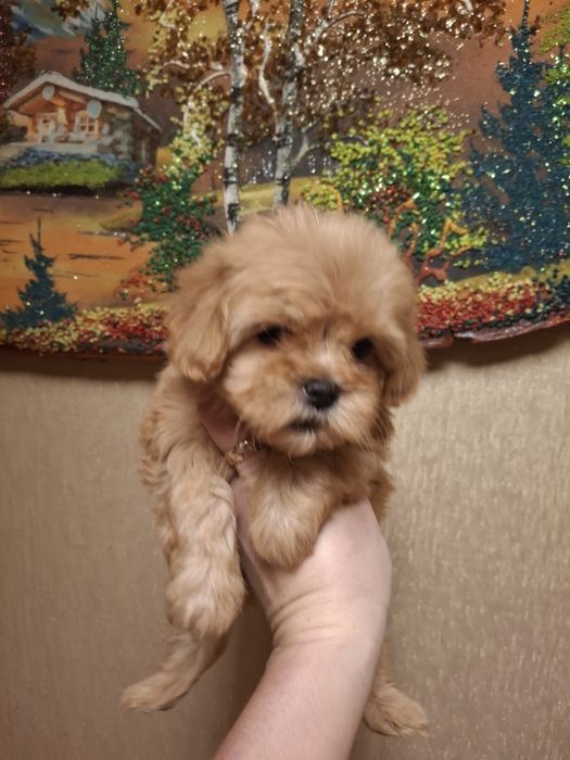 Малышка Мальтипу ф1 Мини размера!