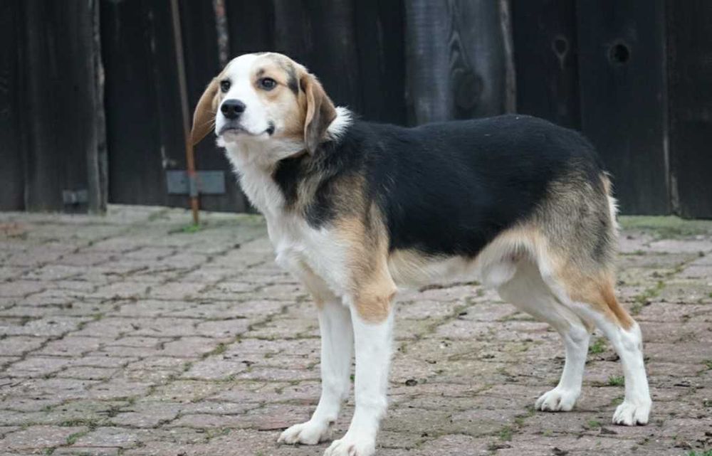 GUMIŚ - śliczny psiak szuka w domu, w typie beagle.