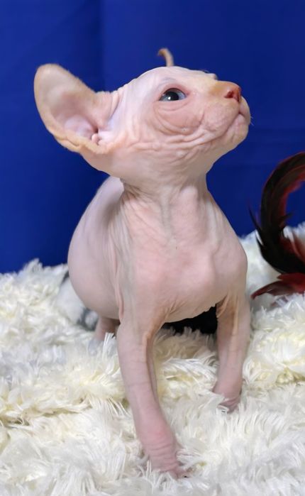 Хлопчик канадський сфінкс ELF