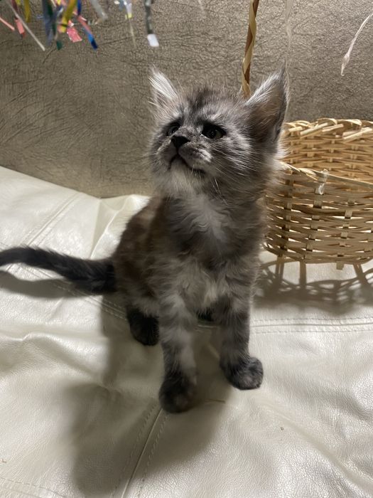 Котики породи мейн кун