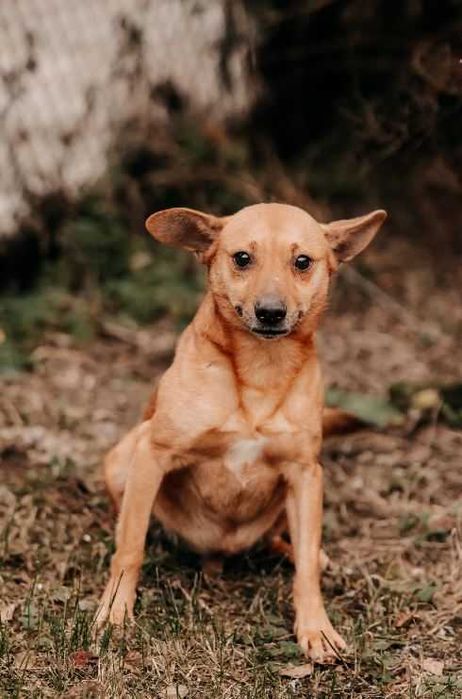 Pakerek to wrażliwy psiak, który potrzebuje cierpliwych opiekunów