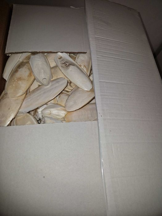 Сепія - природній кальцій для птахів