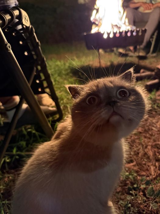 Кішечка шукає домівку