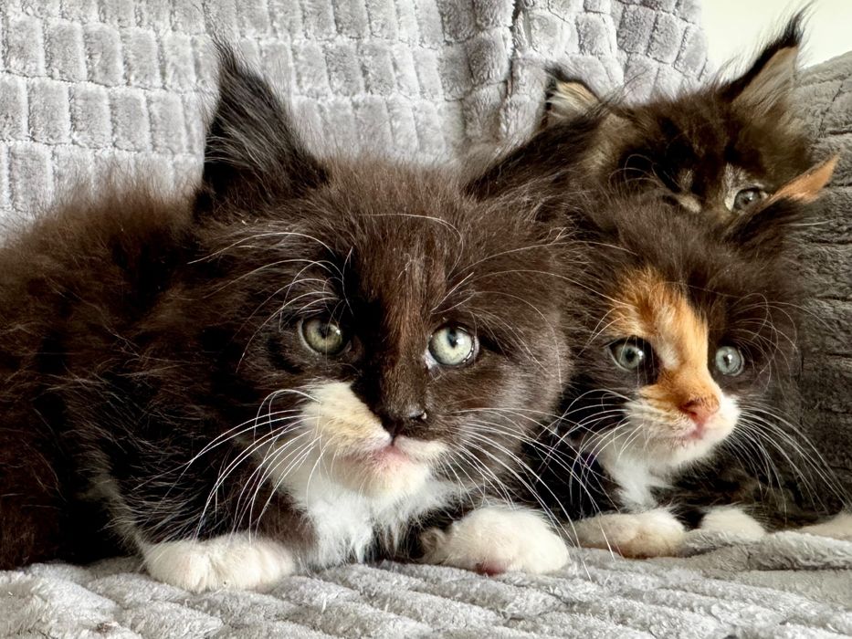 Maine coon do rezerwacji piękny kot
