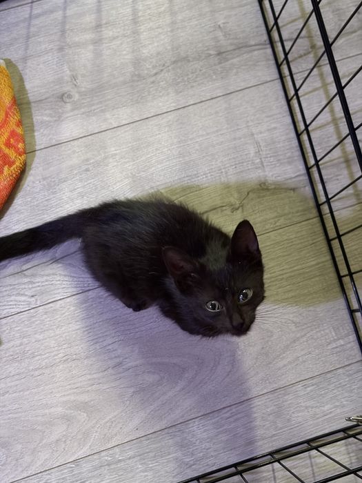 Кошеня приблизно 1 місяць