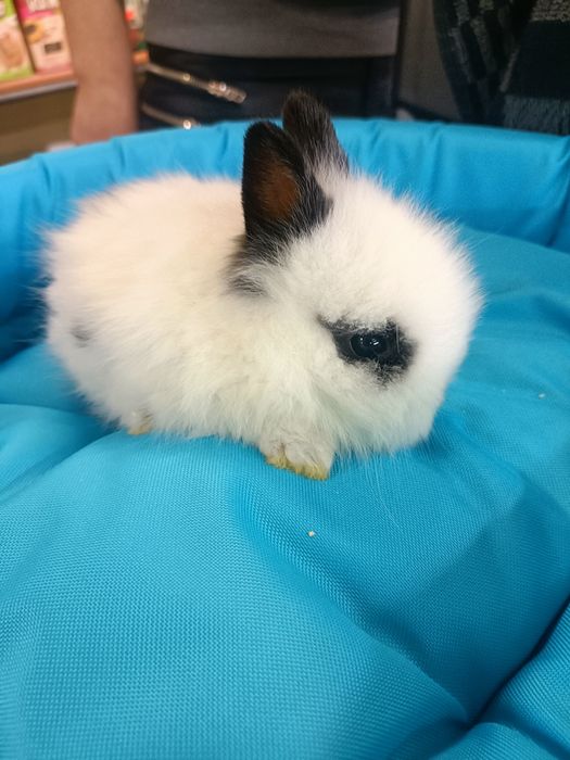 Króliczki karzełki, miniaturki i baranki