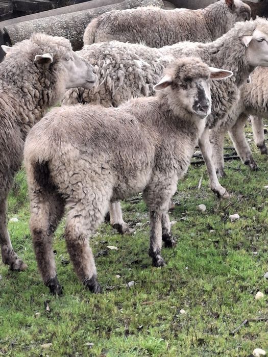 Borrega cruzada de sulfolk