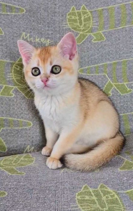 Шотландские котята (ЗОЛОТАЯ ШИНШИЛЛА