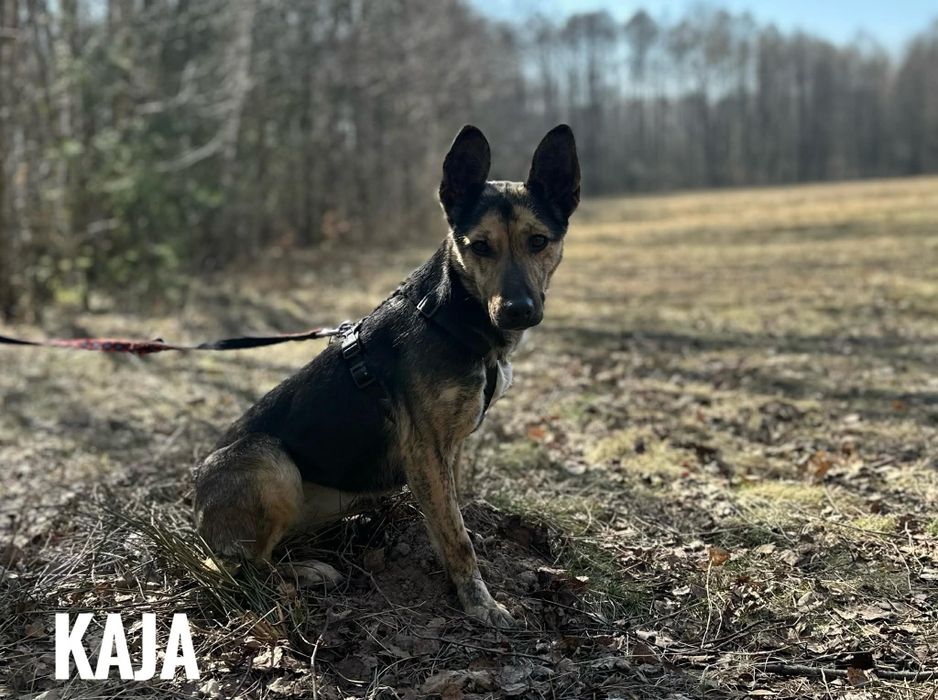 10 miesięcy, 12 kg, przyjazna Kaja, adopcja za darmo oddam