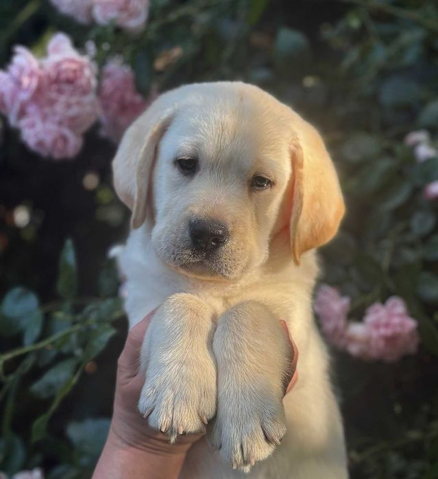 Biszkoptowe szczenię labrador retriever z rodowodem ZKwP/FCI