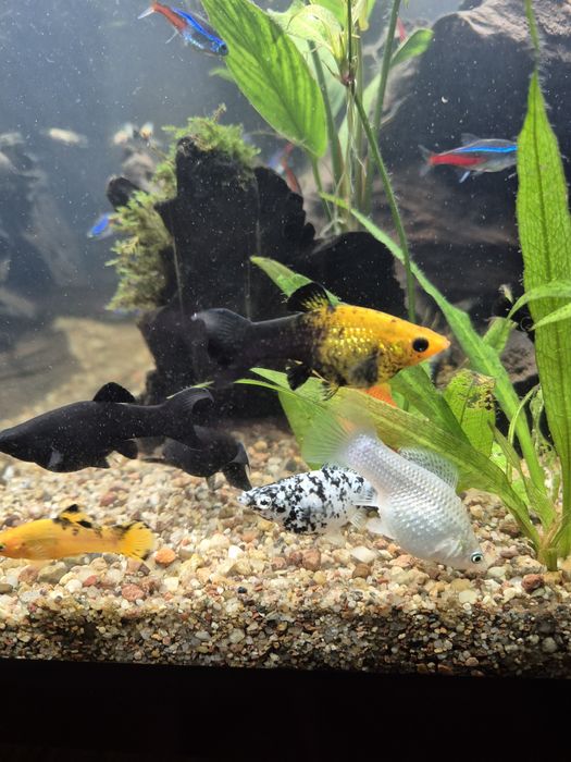 Rezerwacja do Poniedziałku Oddam rybki w dobre rece