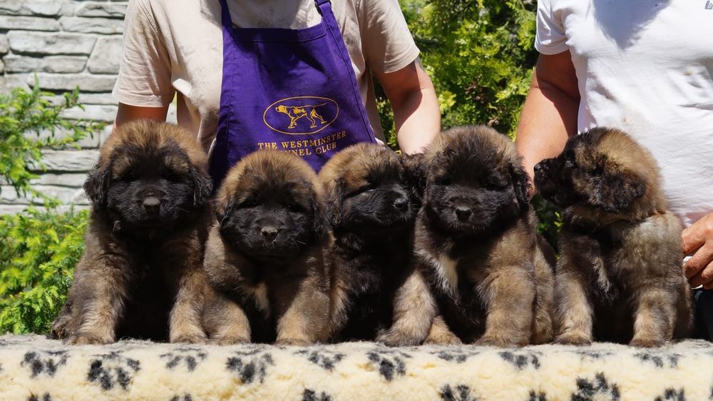 Leonberger suczka szczeniak ZKwP