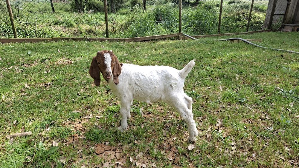 Cabrito macho boer