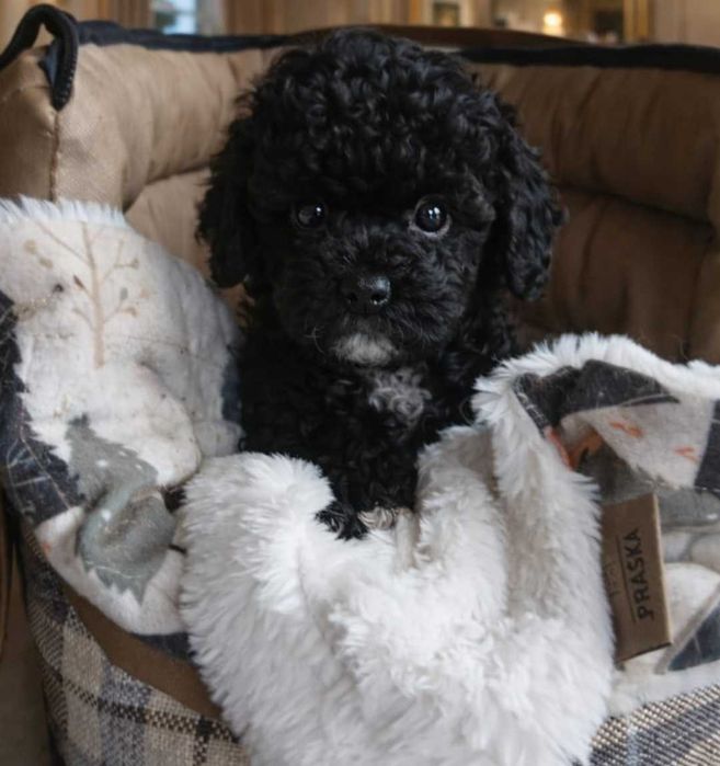 toy pudel suczka szaro/srebrno /biała