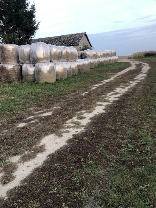 Siano i sianokiszonka