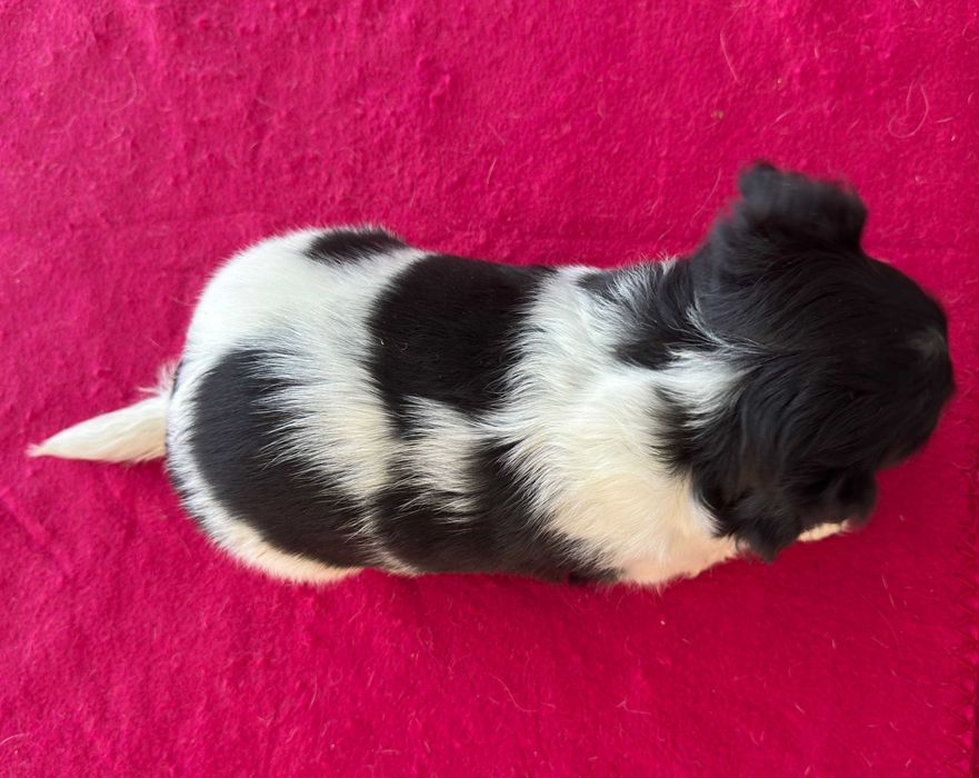 Jack Russell Terrier - suczka