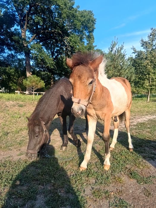 Продам  жеребёнка пони