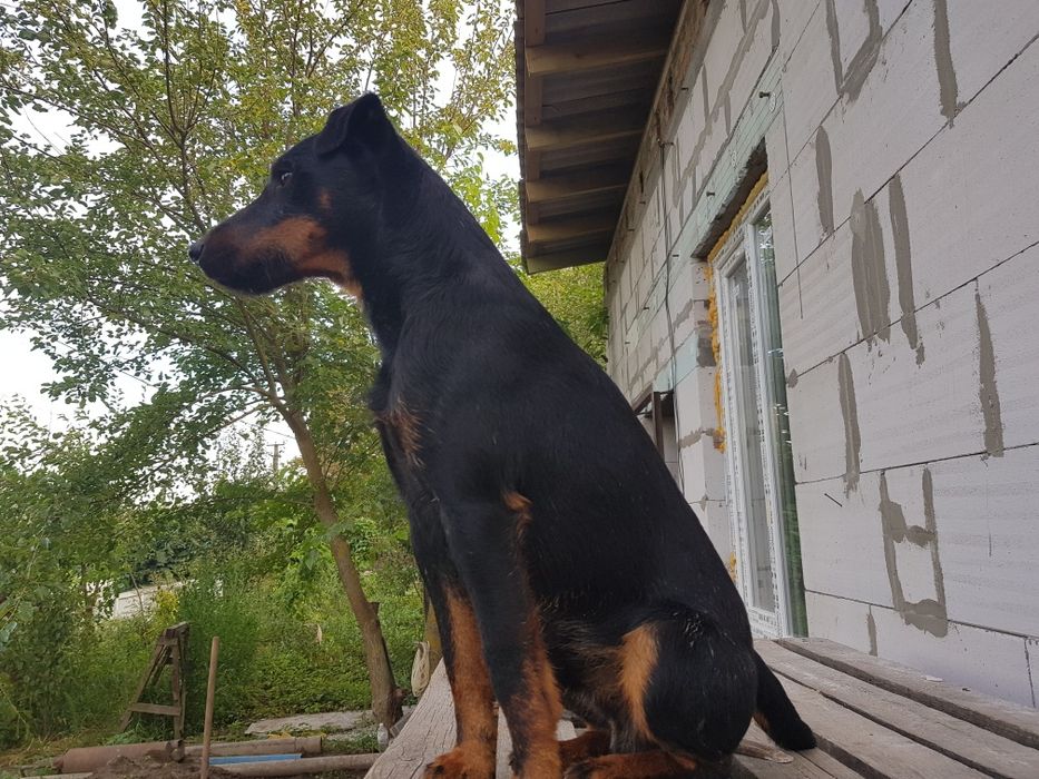 Ягдтерьер для вязки