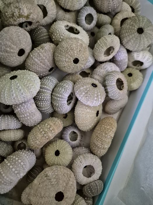Conchas de Ouriços e búzios para artesenato ou decoração.